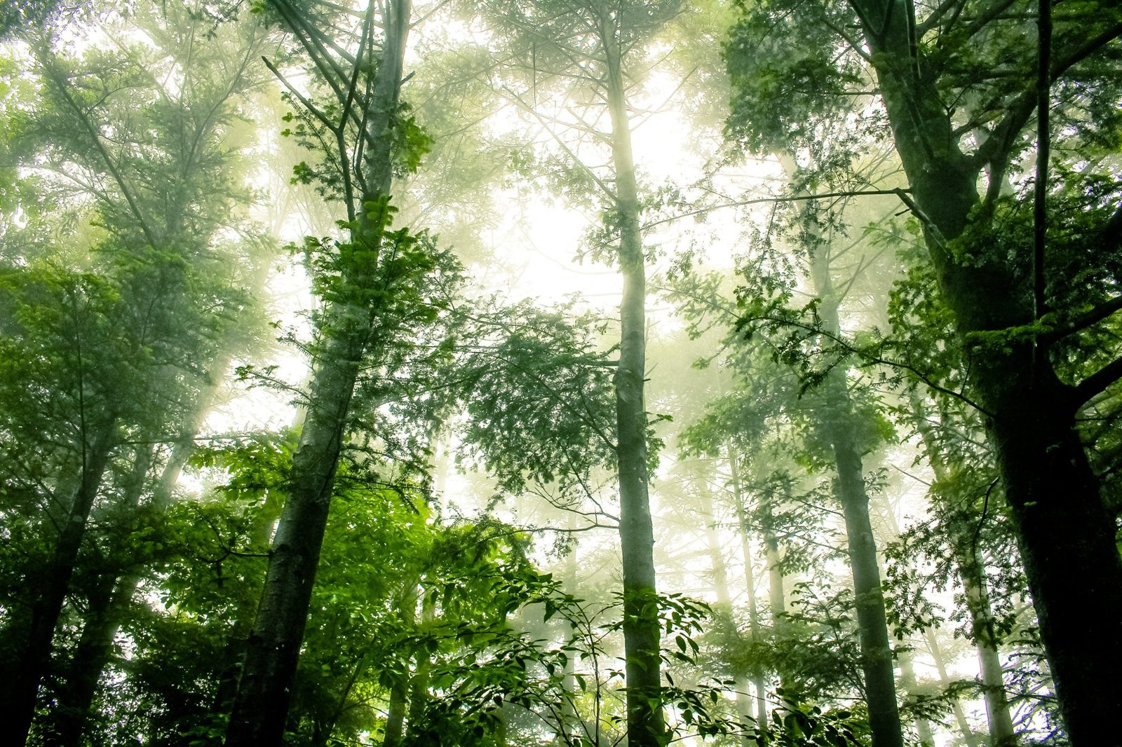 Misty Forest Canopy