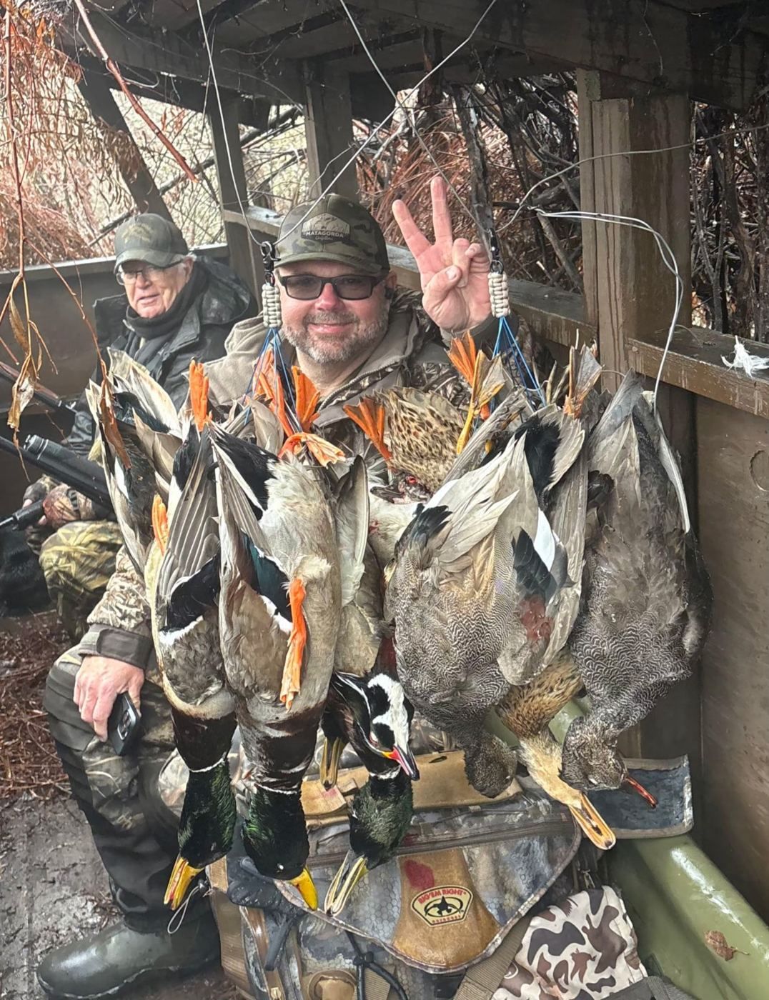 Duck hunters in a camouflaged blind with mallards
